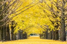 Showa Kinen Park - Gingko treed  (Photo taken in 2024) Showa Kinen Park - Gingko treed  (Photo taken in 2024)