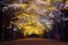 Showa Kinen Park -  Illumination (Photo taken in 2024) Showa Kinen Park -  Illumination (Photo taken in 2024)