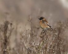 A Stonechat in White Cliffs Country in Winter