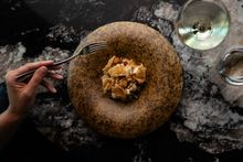 Whitsunday Cuttlefish