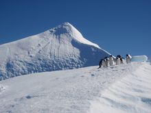 Adelie penguins on iceberg, Antarctica