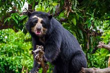 Spectacled Bear in Chaparri