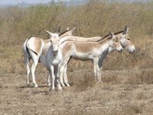 Little Rann of Kutch National Park, India