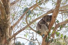 Koala on the Estate
