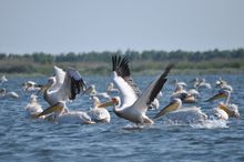 Pelicans on the Danube Delta