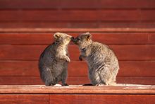 Quokkas on Rottnest Island