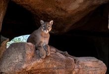 Arizona-Sonora Desert Museum