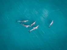 Monkey Mia, Shark Bay (credit Tourism Western Australia)