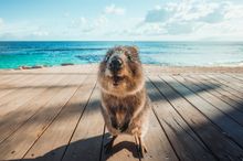 Quokka, Rottnest Island (credit Tourism Western Australia)