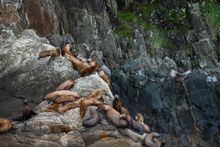 If roads are added to the forest, there will be genetic changes to wildlife populations.