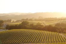Paso Vineyards at Sunset