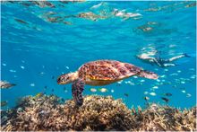 Snorkeling with Turtles on Lady Musgrave Island