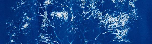 The Blue Forest: An Immersive Installation by Marine Scientist and Artist Oriana Poindexter