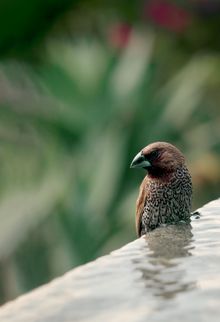 Scaly-breasted Munia Sighting at Raffles Bali