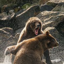 Passengers can see wildlife like brown bears from the deck of the boat. 