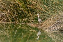 More than 300 species of birds have been traced to Gilbert's Riparian Preserve.