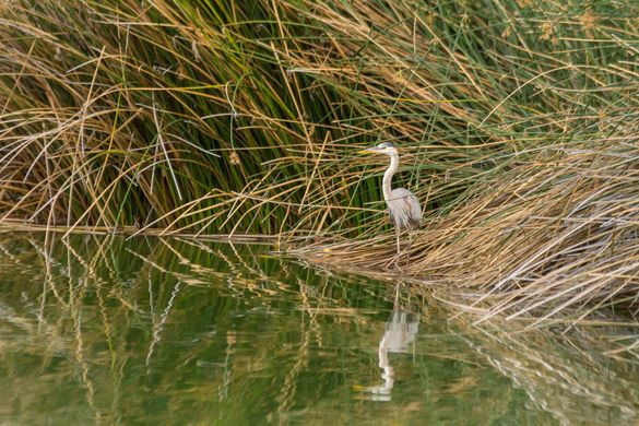 More than 300 species of birds have been traced to Gilbert's Riparian Preserve.