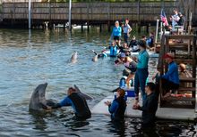 U.S. military veterans and active-duty personnel take part in an interactive dolphin encounter at Dolphin Research Center Sunday, Jan. 11, 2026, in Marathon, Fla. Over 40 wounded military personnel participated in Soldier Ride, a South Florida mainland an