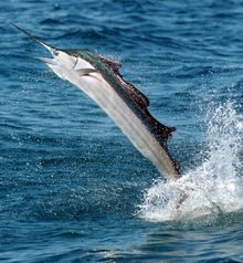 A sailfish leaps from the water off Islamorada in the Florida Keys. The Fish for Holly Sailfish Tournament returns Jan. 9-10, 2026, at the Islander Resort. The family-friendly, catch-and-release event raises awareness of domestic violence and supports Sou