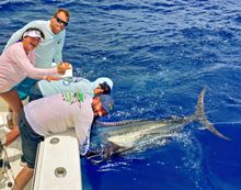 Anglers lean over the gunwale as they bring a marlin alongside a boat during a past Key West Marlin Tournament in waters off the Florida Keys. The Key West Marlin Tournament returns this year, drawing sportfishing teams from around the world to compete in