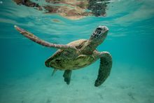 Sea turtle, Hamilton Island