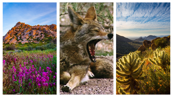 Die Sonora-Wüste gilt als besonders vielfältig.