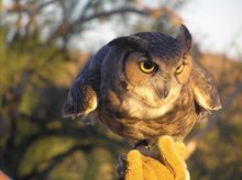 Sonoran Desert owl