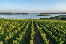 Im Tal der Rance-Mündung ganz in der Nähe von Saint-Malo liegt einer der ältesten Weinberge der Bretagne.