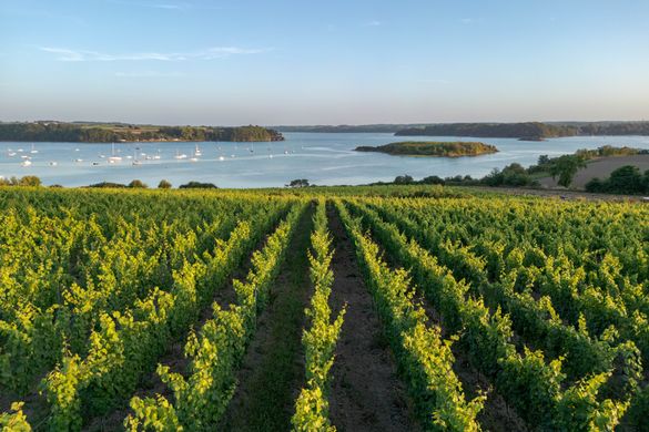 Im Tal der Rance-Mündung ganz in der Nähe von Saint-Malo liegt einer der ältesten Weinberge der Bretagne.