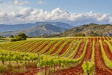 Vineyard in Estella, Navarra