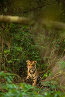 Tiger spotted on a safari at Dudhwa, India