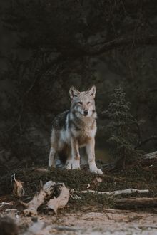 Wolf, Gangler's Lodge