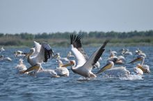 Pelicans in the Danube Delta 