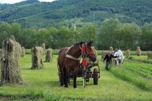 Working the fields, Romania