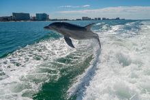 Little Toot Dolphin Adventures