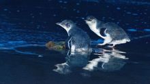 Little Penguins on Picnic Island