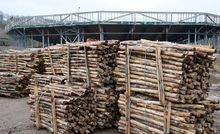 The timber will form a huge nest structure that envelops the 2,500-seater arena.