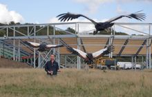 Jimmy Robinson trains African Crowned Cranes as the arena for The Lost Feather takes shape.