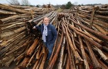 Timber arrives for the next stage of construction for The Lost Feather, the free-flying bird show launching as part of Kynren - The Storied Lands