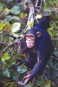 Chimp Rehabilitation Project