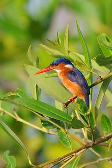 Kingfisher in The Gambia