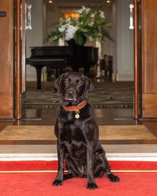 Pixel Welcoming Guests at Hyatt Hotel Canberra