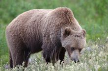 Grizzly, Haines Road, Yukon
