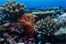 Southern Great Barrier Reef