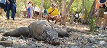 A Komodo dragon in its natural habitat within Komodo National Park.