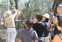 A trail guide safely feeds Tocho the mountain lion a tasty treat with tongs through the opening in his enclosure. A group guests enjoys the moment at Southwest Wildlife Conservation Center. 