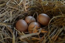 Eggs Collecting