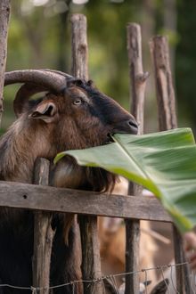 Goat Feeding