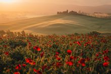 Spring poppy field in Tuscany's Val d'Orcia