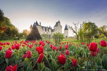 Tulips in spring at Château du Rivau